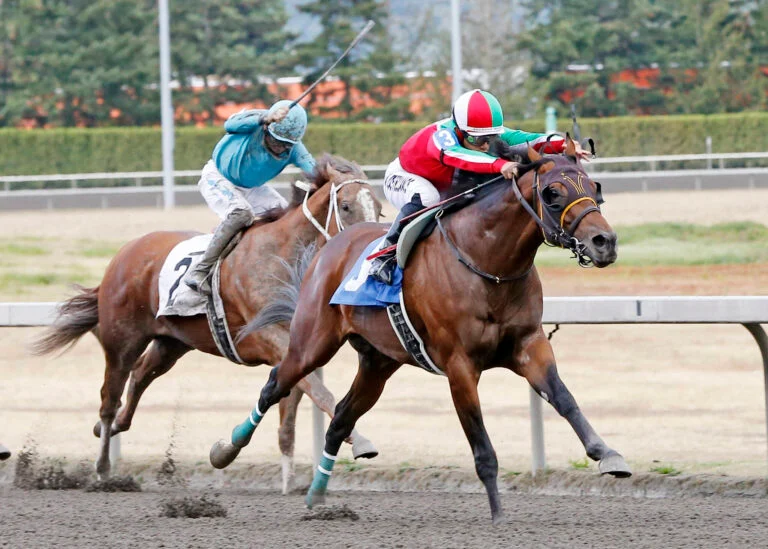 ed candy caballo 823